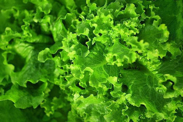Magnesium: The Wellness Warrior for Mind and Body Health